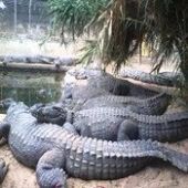 Crocodile Farms